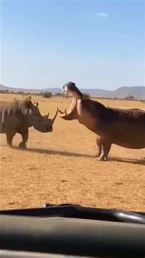 Rhino vs Hippo fight 🤯 #rhino #rhinovshippopotamus #hippopotamus #hippoattack #hippo