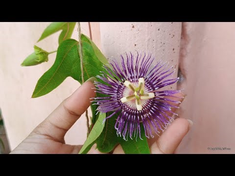 How to grow Passion Flower/ Krishna kamal Flower || How to grow and care Passion Flower|| Passiflora