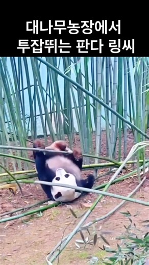 대나무농장에서 투잡뛰는 판다 링씨#cute #animals #panda #熊日常 #animalshorts #灵岩 #大熊猫灵岩 #판다 링옌 #판다 영암 #40대가장 #40대투자