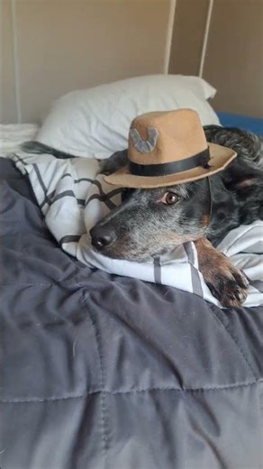 Budget watch Aliexpress cowboy dog #watch #budgetwatches #budget #aliexpress #dog #affordablewatches