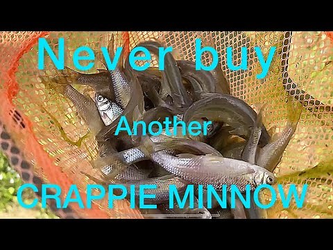 Crappie Fishing Minnows (Raise your own minnows)