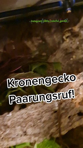 Kronengecko Geräusche: Lustige Momente und Fütterung