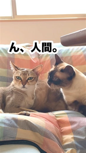 猫と人間どっちに甘えるか悩む猫。