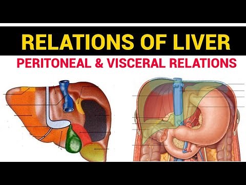 Liver Anatomy (3/4) | Relations of Liver | EOMS