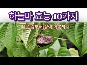 하늘마 효능 10가지 뼈 건강부터 정력 회복까지