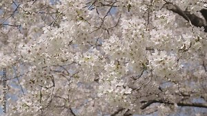 Sakura with blooming flower. Blossom spring season. Japanese cherry. Sakura blossom. Beautiful spring Sakura flower on cherry tree. Sakura flower in bloom in spring. Spring nature. Flower petals Stock Video