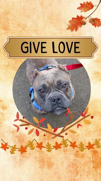 21 reactions | Love on the pets this Giving Tuesday! Show them your compassion and give them a helping paw: CThumane.org/GiveSocial | CT Humane Society | Facebook