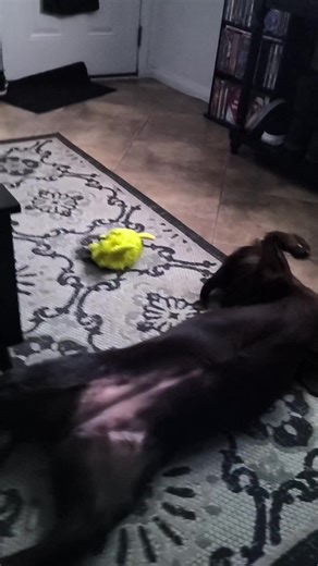 My Favorite toy 🦆💛 *out of alllll the toys she was given, this was the only one she hasn't torn