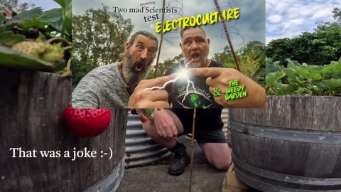 Electroculture gardening: Can copper antennas boost plant growth?