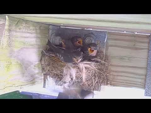2023 Nesting Barn Swallows