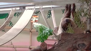 Reid Park Zoo is closed Monday, December 25, so staff may enjoy time with their families. Everyone is welcome to watch the Zoo Cams from the comfort of your own homes. Members of the animal care team will still be on Zoo grounds to provide the same exceptional care that the animals receive every day of the year. | Reid Park Zoo