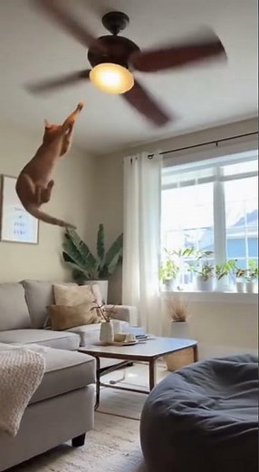 Cat Makes Insane Leap onto Spinning Ceiling Fan - Wild Feline Acrobatics Caught on Camera
