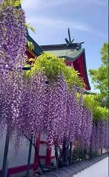 昨日撮影🪻藤まつりのまとめ#1分間動画#大阪府#泉佐野市#神社⛩奈加美神社#藤棚#藤の花#絶景#満開#絶景スポット#花#flowers#鳥居#神社参拝#太陽の光#快晴🔆#春#ミセスグリーンアップル