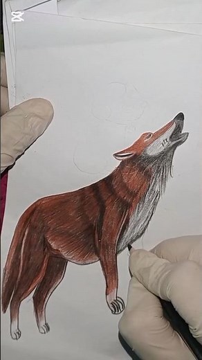 How to Draw a Realistic Wolf with Color Pencils 🐺🔥 | Step-by-Step Fur Shading | AK Art Flow #shorts