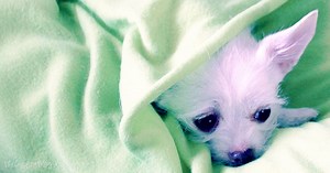 How to Make a Blanket Dog Bed Tutorial - Crafty Blog Stalker