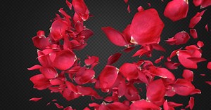 Rose Petal Transitions Pack