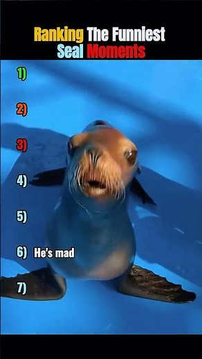 These Seals Are Funnier Than You Think 🤣 #shorts