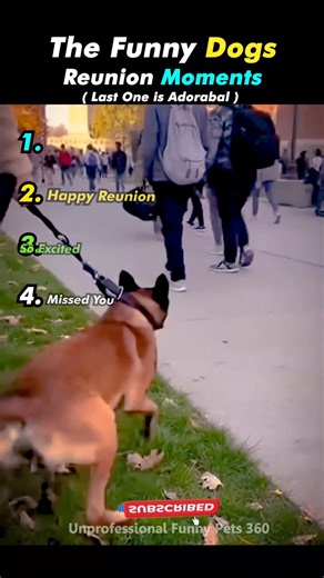 Funny Dogs Reunion Moments ( Part - 2 ) #dog #funnydog #funnyanimals