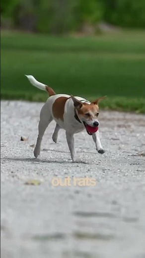 Danish-Swedish Farmdog