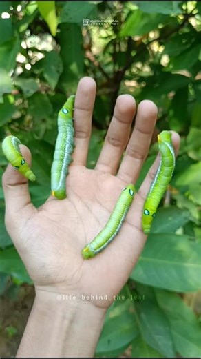 I Found 5 MASSIVE Alien Caterpillars! Oleander Hawk-Moth | Army Green Moth Caterpillars🐛
