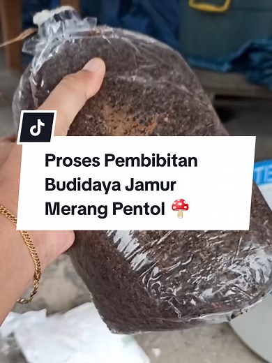 Proses Pembibitan Budidaya Jamur Merang Pentol