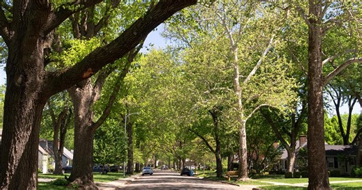 The Most Tree-Obsessed City in Johnson County, Kansas