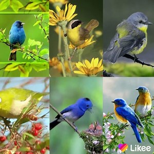 89 reactions · 26 shares | Platform Pengeditan Video Pendek Efek Khusus yang Terkemuka di Dunia | Likee-India | Facebook