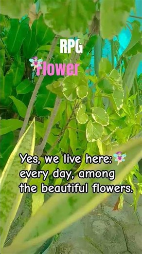 this is the fairy house#fairy#rpg#eastetic