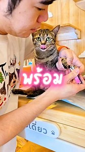 6.4K views · 676 reactions | สามล้อกลับมารวมกับเพื่อนๆแล้ว | Play with cat Cafe - คาเฟ่แมว | Facebook