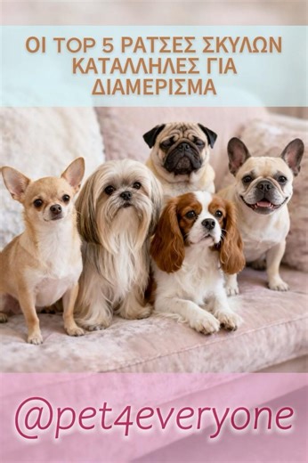 Οι TOP 5 ράτσες σκύλων ιδανικές για διαμέρισμα