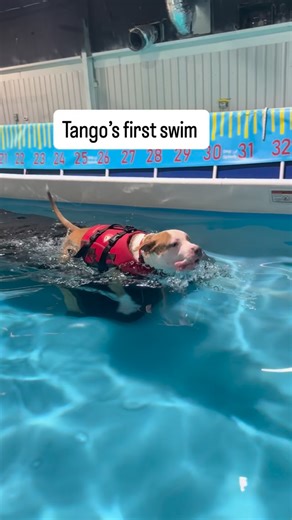 #huntsvillealabama #huntsvilleal #rocketcity #athensalabama #decaturalabama #huntsvilledogs #rocketcitydogs #huntsvegas #northalabama #dogsofhuntsville #huntsvilledogstuff #dogsplashhsv #pitbull | Dog Splash