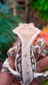 Crestopher - Dark Base Lilly White Crested Gecko Soon to be paired with Crestina (pinstripe cappuccino) | Jungle Room Reptiles