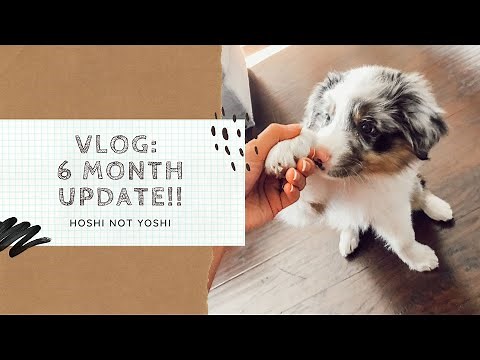Australian Shepherd Blue Merle Puppy - 6 Month Growth Update!