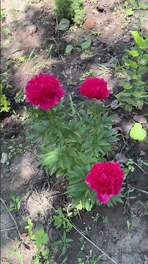 The full guide to transplanting peonies in summer is now on the channel!