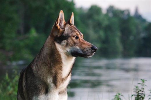 10 Dog Breeds That Look Like Wolves