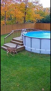 He really said: ‘Nice pool… would be a shame if someone DESTROYED it.’ 🦌💦😂 | Jesus Christ is my Savior