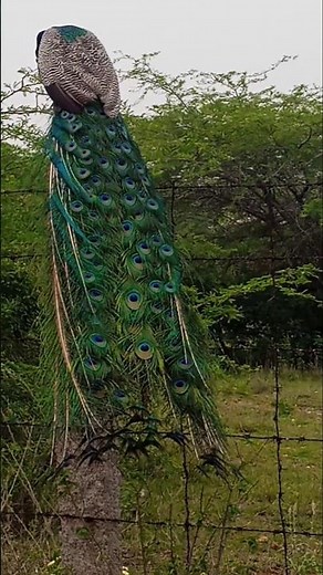 🙏🏼🙏🏼🦚 #thirupugazh #muththaiththaru #murugansongs #shortsfeed #muruganslogasmanthras