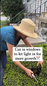 These are all yews but the concept applies to any shrub. ﻿If you don’t have the patience for doing things in stages and would rather get it done and don’t care about how it looks, be more radical. Pruning stimulates new growth and late winter/early spring is ideal but if you don’t have time for it you can do it later. Plants bounce back so don’t worry.✂️😁Note: if your shrubs bloom on spring and you want to see the flowers just wait until after they bloom. About me: I am a garden coach and consu