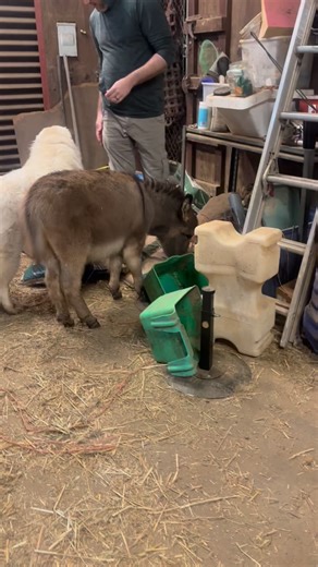 Life of Chomper on Instagram