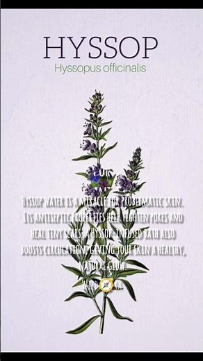🌿 The Sacred Purifier: Hyssop (Hyssopus officinalis).#hyssop#herbalism#naturemagic