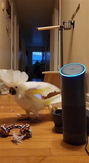 Cockatoo and Parrot Dance Moves: Fun Bird Videos