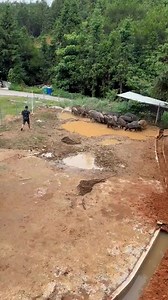 129K views · 542 reactions | Boar Run In Farm 藍 #pig #pigfarmvideo #viral #viralvideo #boar #wildboar #wildlife #animal #wild #doglover #animallover #instadog #zoo #catlover #photo #naturelovers #dogstagram #bhfyp #adorable #catstagram #kitten #photo | hhgfvbk | Facebook