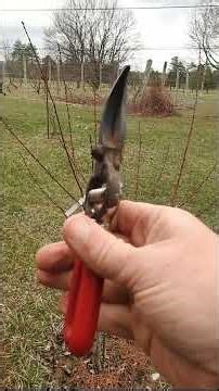 Pruning and Training Peaches #organicfruit #organic #peach #peachtree #pruning #organicfarming