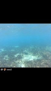 A Lazy sea turtle spotted by @sass2 today☀️❤️ | Lazy B