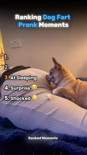 Top 5 Funniest Dog Fart Moments Ever 😂🐶 #funnydogs #shorts