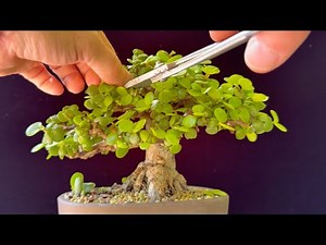Anyone Can Prune Bonsai Using This Simple Method