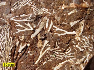 Invertebrate paleontology - Alchetron, the free social encyclopedia