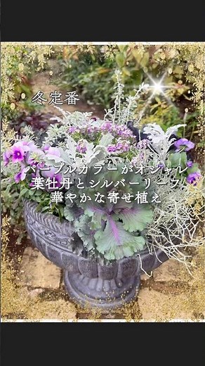 【冬から春まで長く楽しめる華やかな寄せ植え】シックな葉牡丹、パープルカラーのフリルパンジー・ピンクカラーアリッサムとシルバーリーフで華やか#寄せ植え #ガーデニング #flowers #garden