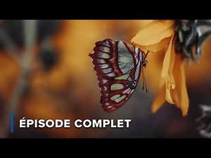 Insects incroyables et luttes contre la sécheresse | Secrets sauvages d'Australie 106+107