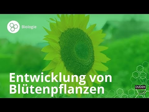 Entwicklung von Blütenpflanzen – Biologie | Duden Learnattack